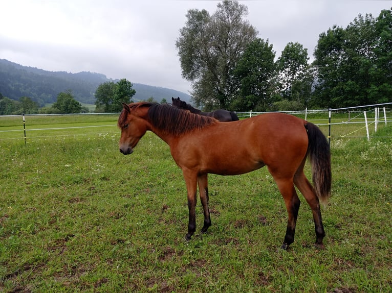 American Morgan Horse Mare 1 year 14,2 hh Bay in Oberstaufen