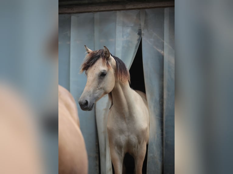 American Morgan Horse Mare 1 year 14,2 hh Buckskin in Oberstaufen