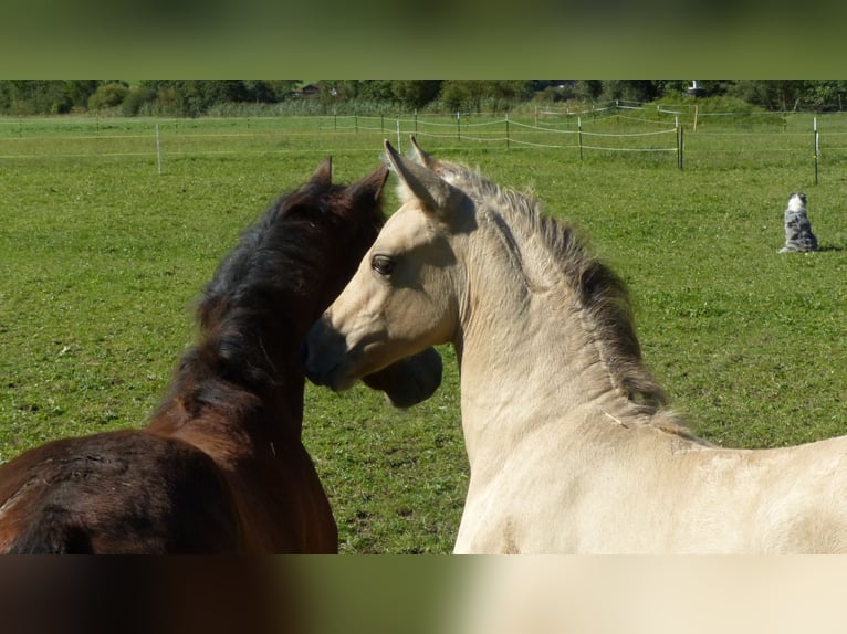 American Morgan Horse Mare 1 year 14,2 hh Buckskin in Oberstaufen