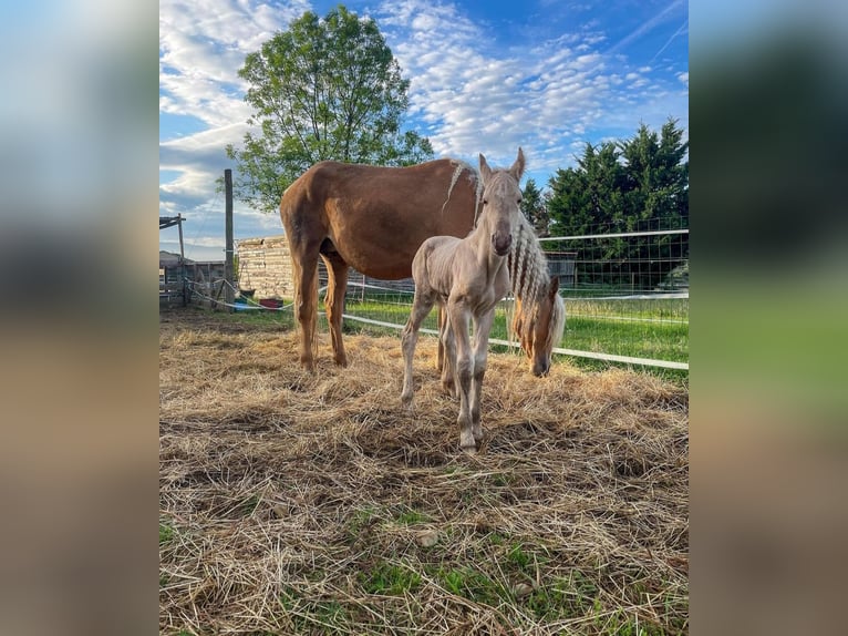 American Morgan Horse Mare 1 year 15 hh Brown-Light in Royalton