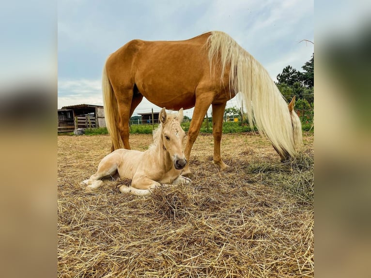 American Morgan Horse Mare 1 year 15 hh Brown-Light in Royalton