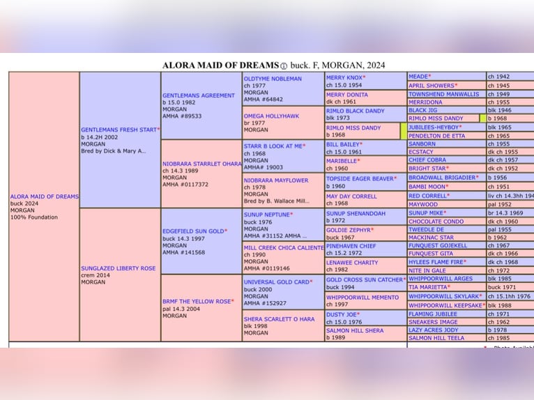 American Morgan Horse Mare 1 year 15 hh Buckskin in Alpena American Morgan Horse Mare 1 year 15 hh Buckskin in Alpena