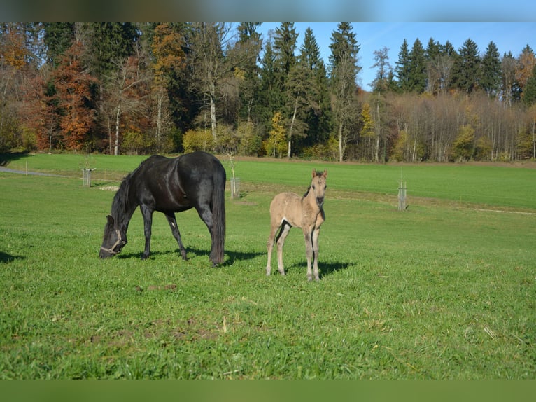 American Morgan Horse Mare 1 year 9,2 hh Grullo in Birmensdorf ZH