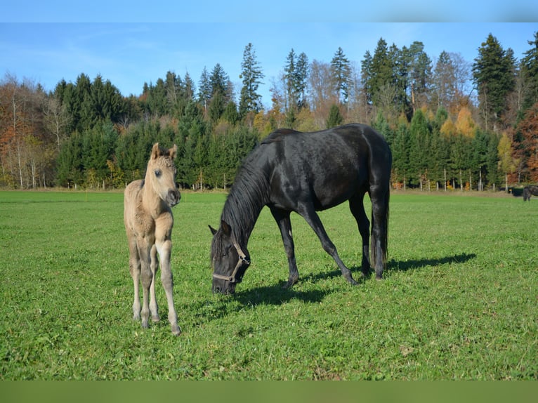 American Morgan Horse Mare 1 year Buckskin in Birmensdorf ZH