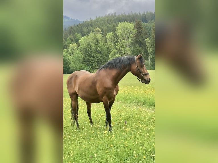 American Morgan Horse Mare 21 years 14,2 hh Brown in Füssen
