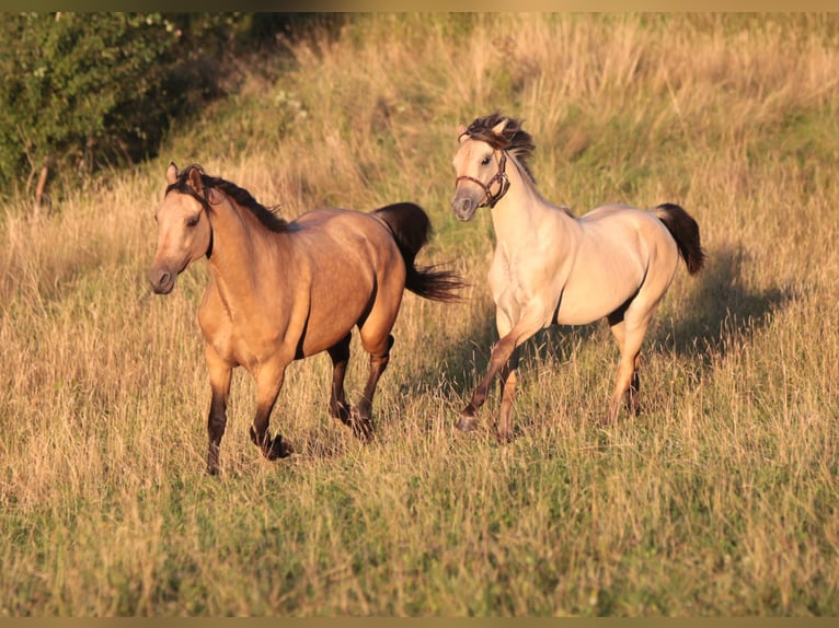 American Morgan Horse Mare 2 years 14,2 hh Buckskin in Oberstaufen