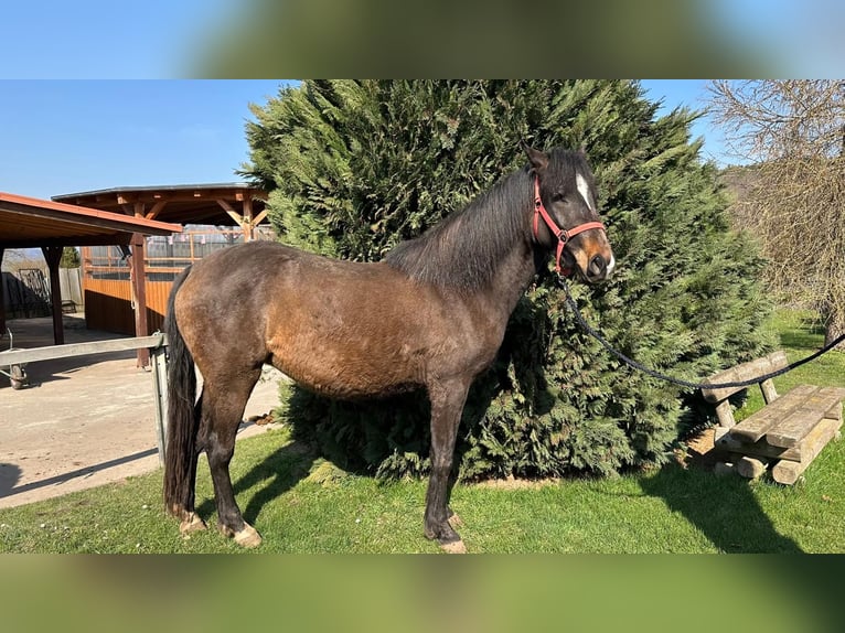 American Morgan Horse Mare 3 years 15,1 hh  in Dermbach