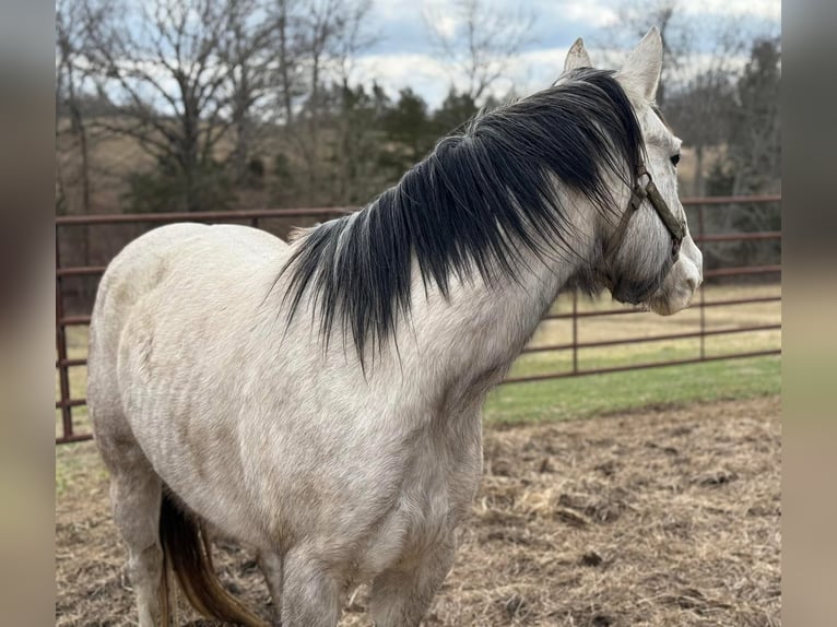 American Morgan Horse Mare 3 years 5,3 hh White in Austin