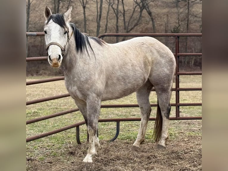 American Morgan Horse Mare 3 years 5,3 hh White in Austin