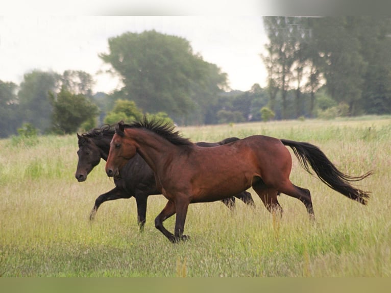 American Morgan Horse Mare 4 years 15,1 hh Brown in Volsemenhusen