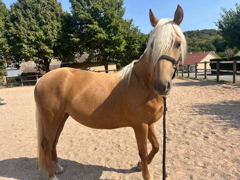 American Morgan Horse Mare 5 years 15.2 hh Grullo in Helfrantzkirch