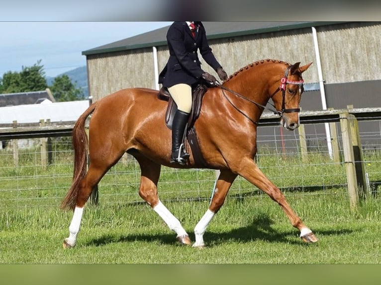 American Morgan Horse Mare 5 years 5,3 hh Brown in Austin