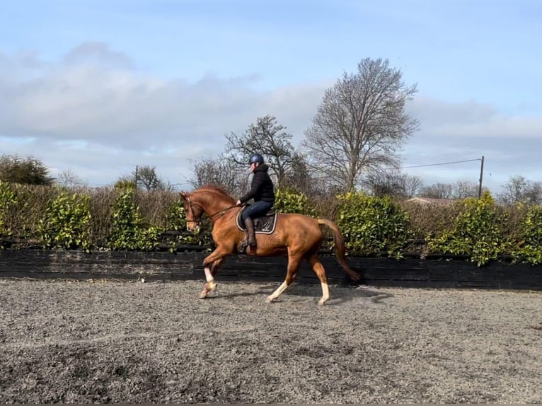 American Morgan Horse Mare 5 years 5,3 hh Brown in Austin