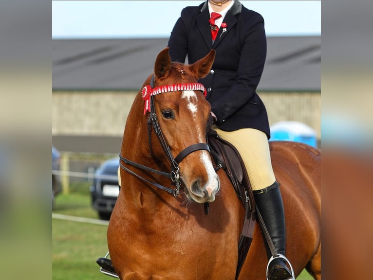American Morgan Horse Mare 5 years 5,3 hh Brown in Austin
