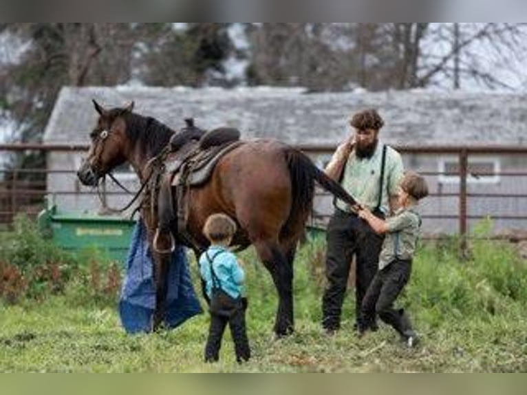 American Morgan Horse Mare 7 years 15,1 hh Bay in Lanesboro, MN