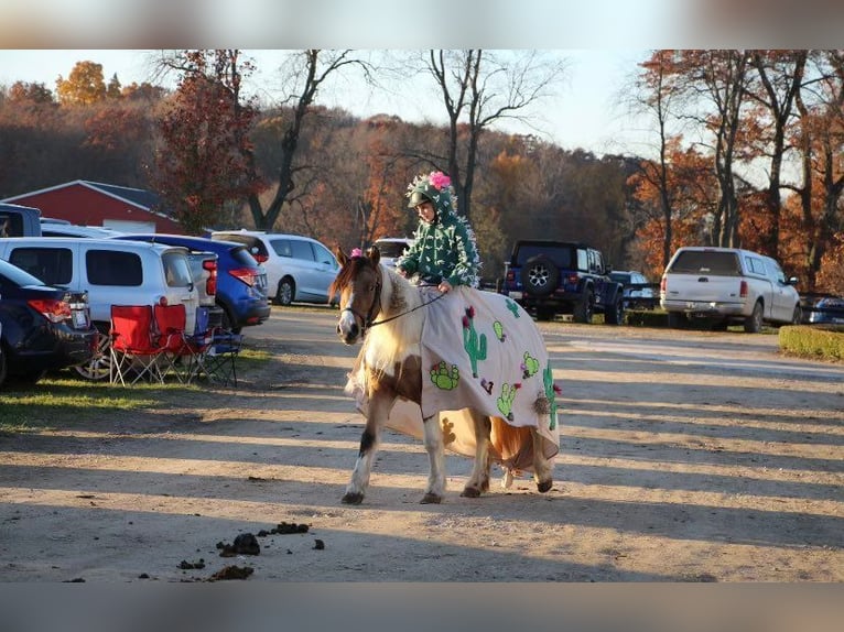 American Morgan Horse Mare 8 years 13,2 hh Buckskin in Highland MI