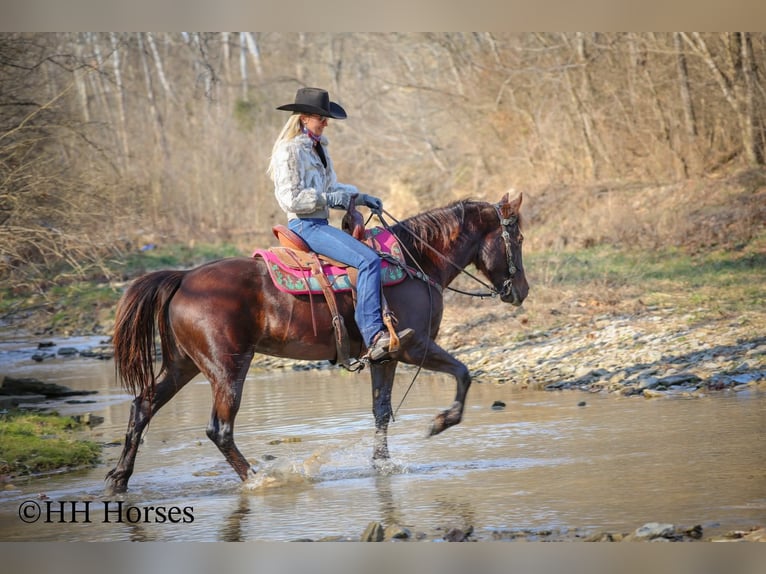 American Morgan Horse Mare 8 years 14.3 hh Brown in Flemingsburg