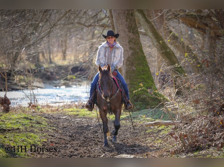 American Morgan Horse Mare 8 years 14.3 hh Brown in Flemingsburg