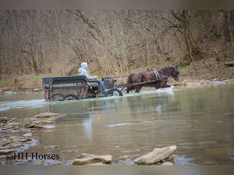 American Morgan Horse Mare 8 years 14.3 hh Brown in Flemingsburg