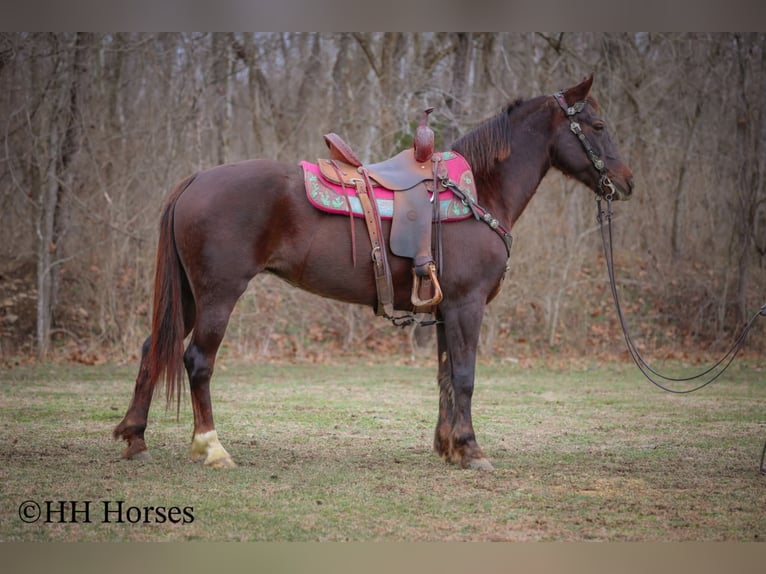 American Morgan Horse Mare 8 years 14,3 hh Brown in Flemingsburg