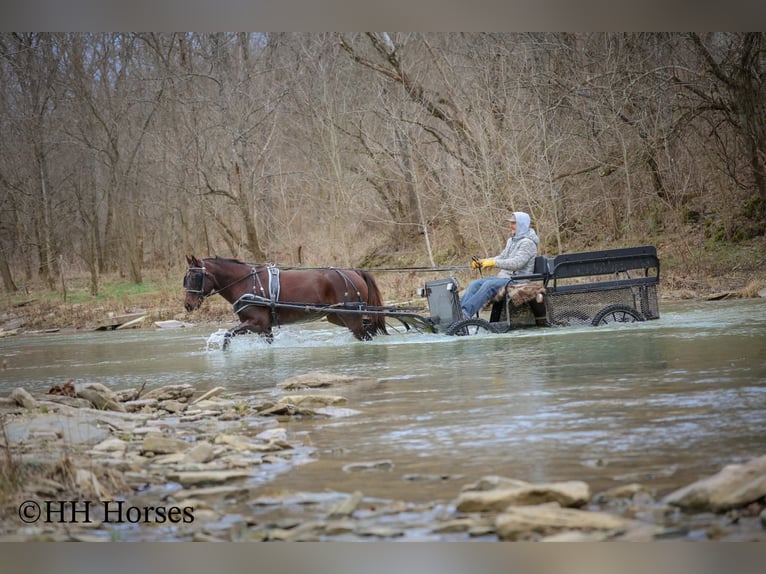 American Morgan Horse Mare 8 years 14,3 hh Brown in Flemingsburg