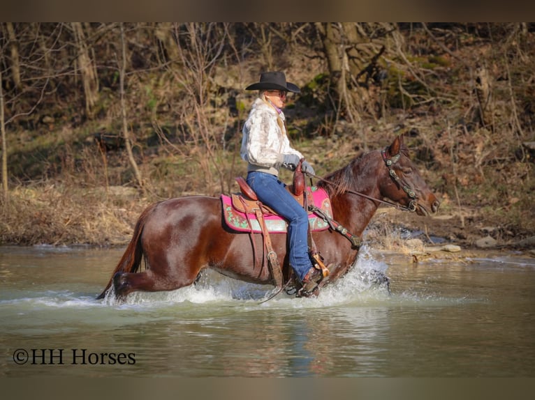 American Morgan Horse Mare 8 years 14,3 hh Brown in Flemingsburg