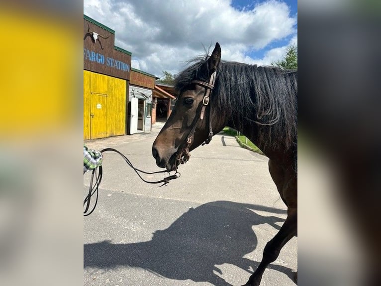 American Morgan Horse Mare 9 years 15 hh Bay-Dark in Dermbach