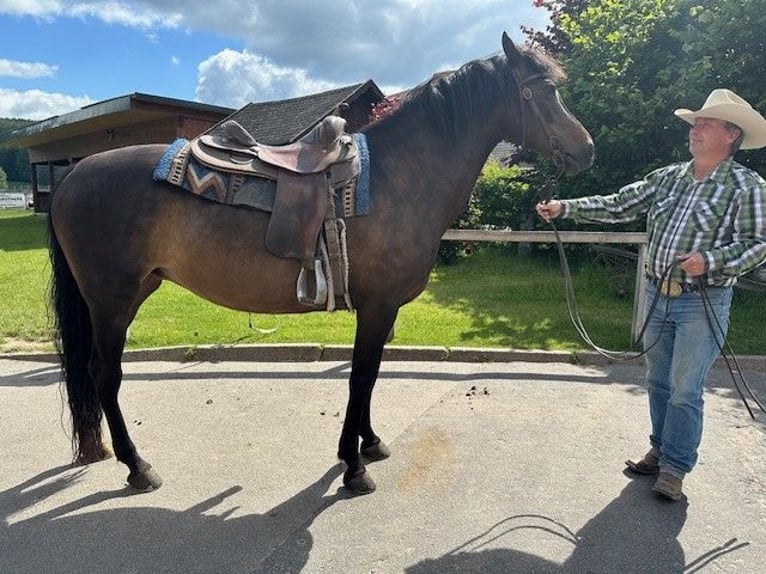 American Morgan Horse Mare 9 years 15 hh Bay-Dark in Dermbach