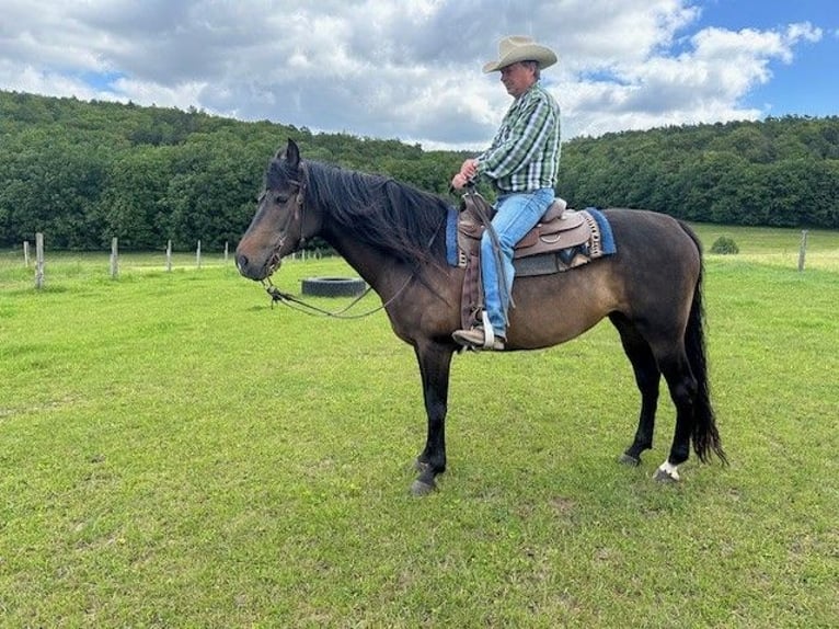 American Morgan Horse Mare 9 years 15 hh Bay-Dark in Dermbach