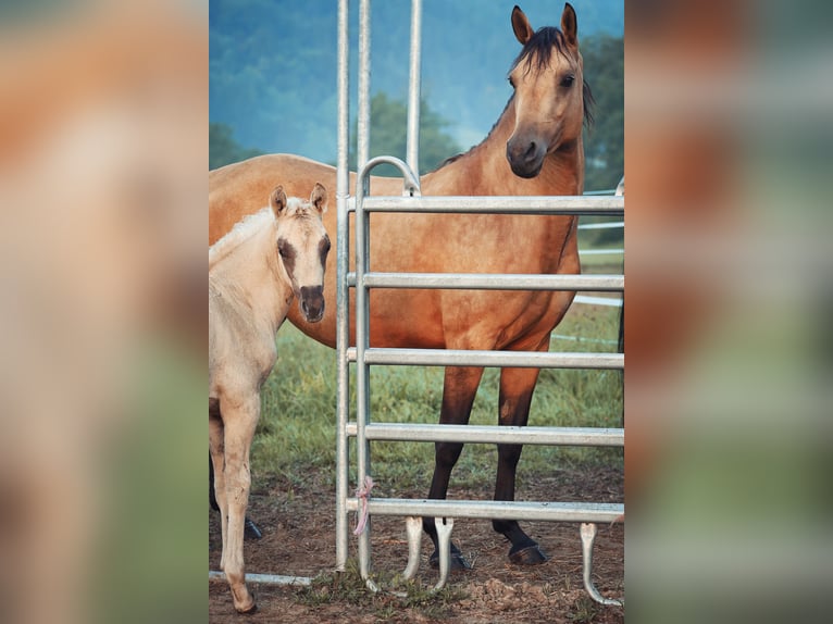 American Morgan Horse Ogier 1 Rok 150 cm Dunalino in Oberstaufen