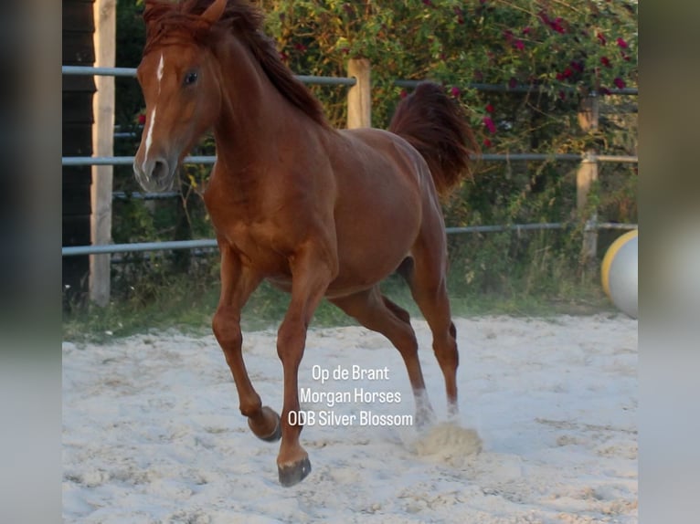 American Morgan Horse Ogier 1 Rok 154 cm Grullo in Nuth