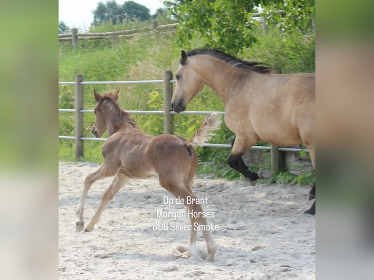 American Morgan Horse Ogier 1 Rok 154 cm Grullo in Nuth