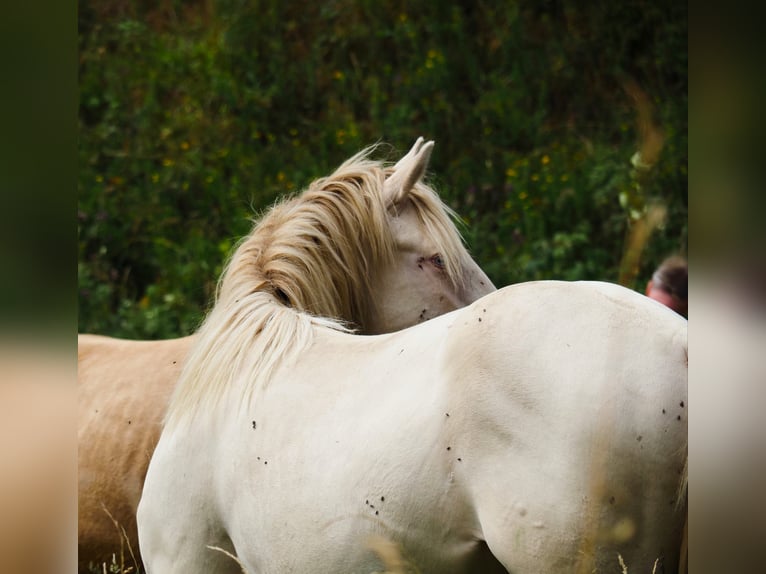 American Morgan Horse Ogier 1 Rok 156 cm Perlino in Floh-Seligenthal