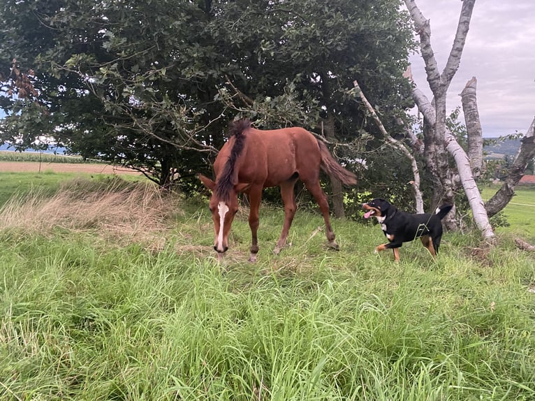 American Morgan Horse Ogier 1 Rok 160 cm Gniada in Milda