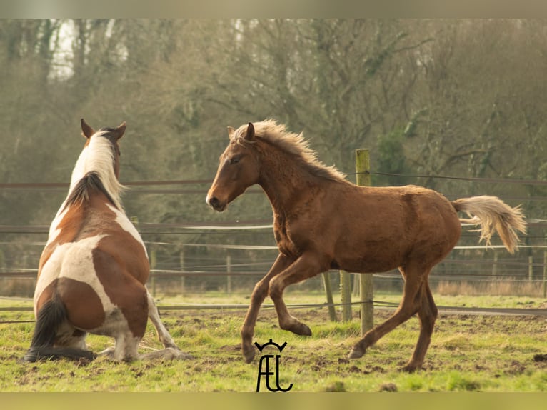 American Morgan Horse Mix Ogier 1 Rok in Pluvigner