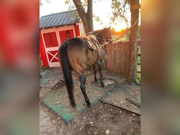 American Morgan Horse Ogier 34 lat Stalowosiwy in Austin