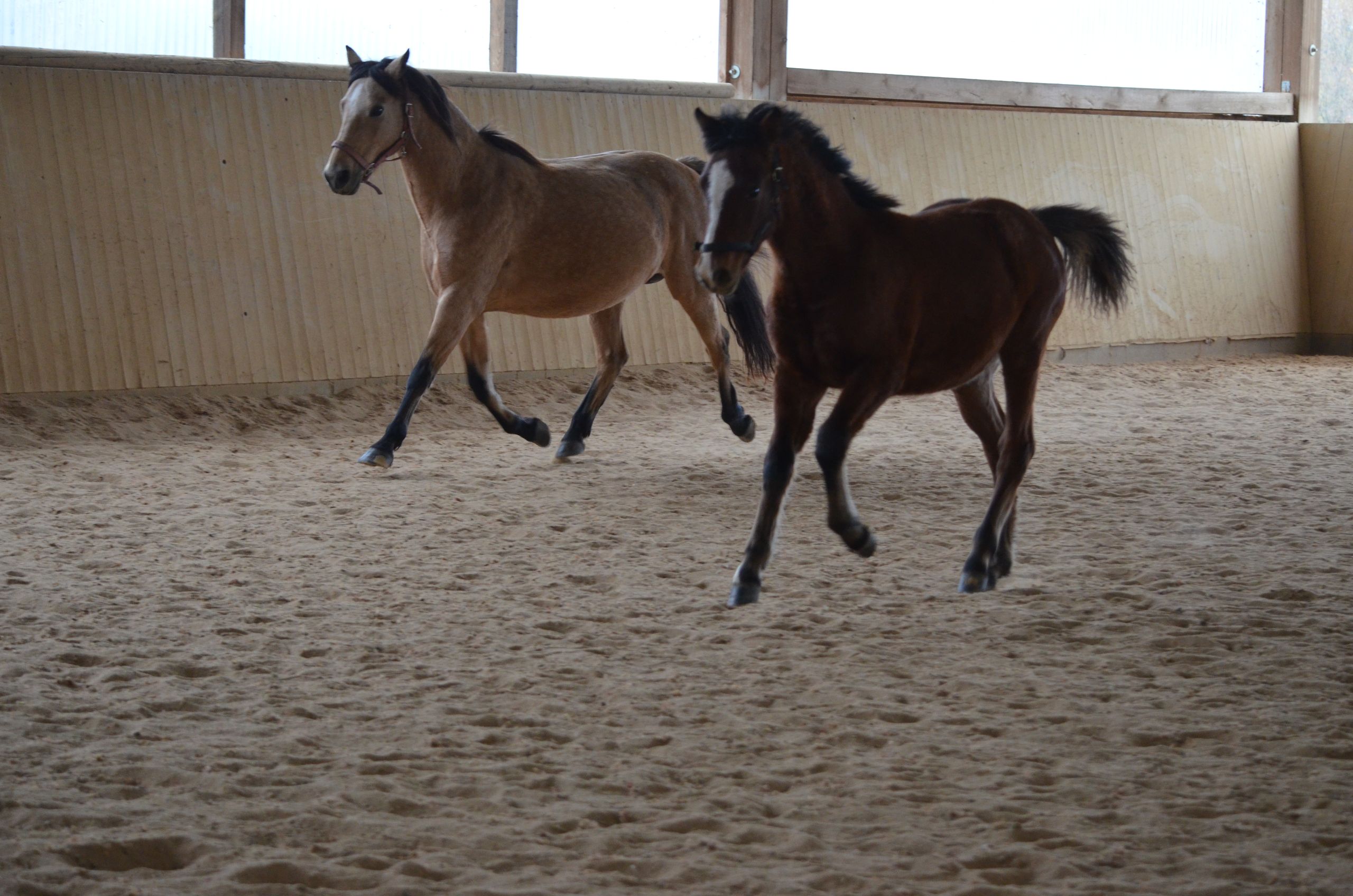 American Morgan Horse Ogier 3 lat 156 cm Gniada in Milda