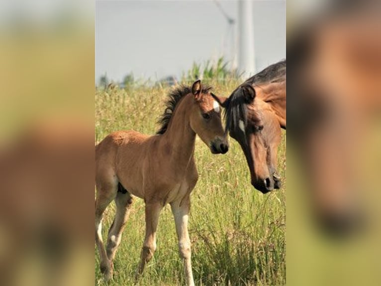 American Morgan Horse Ogier 4 lat 156 cm Ciemnogniada in Velpke
