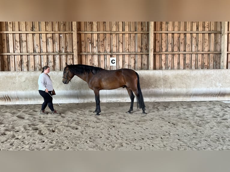 American Morgan Horse Ogier 4 lat 156 cm Ciemnogniada in Velpke