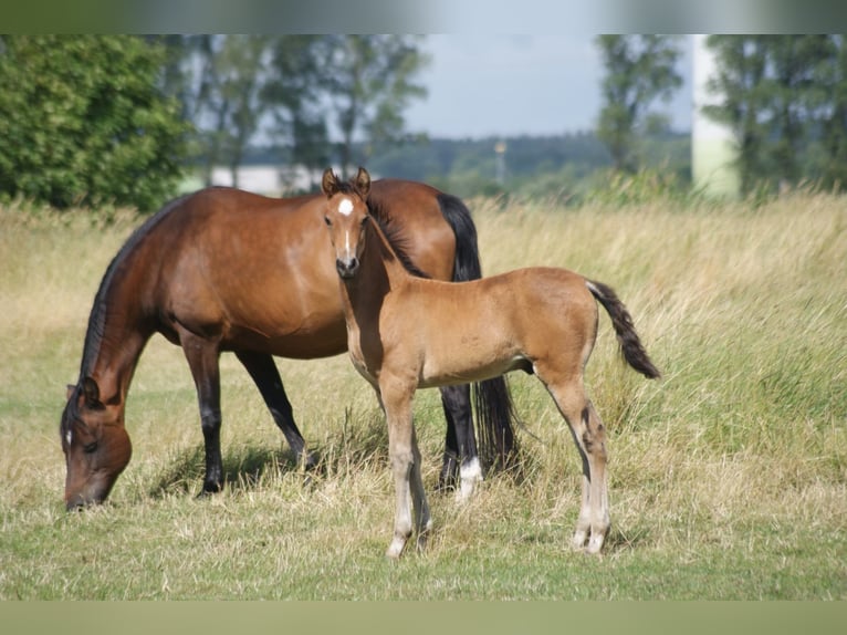 American Morgan Horse Ogier 4 lat 156 cm Ciemnogniada in Velpke