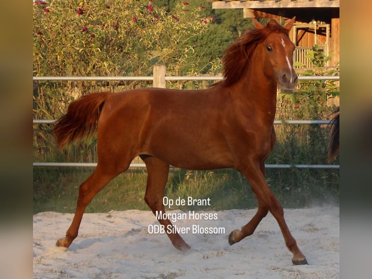 American Morgan Horse Ogier Źrebak (05/2025) 154 cm Grullo in Nuth