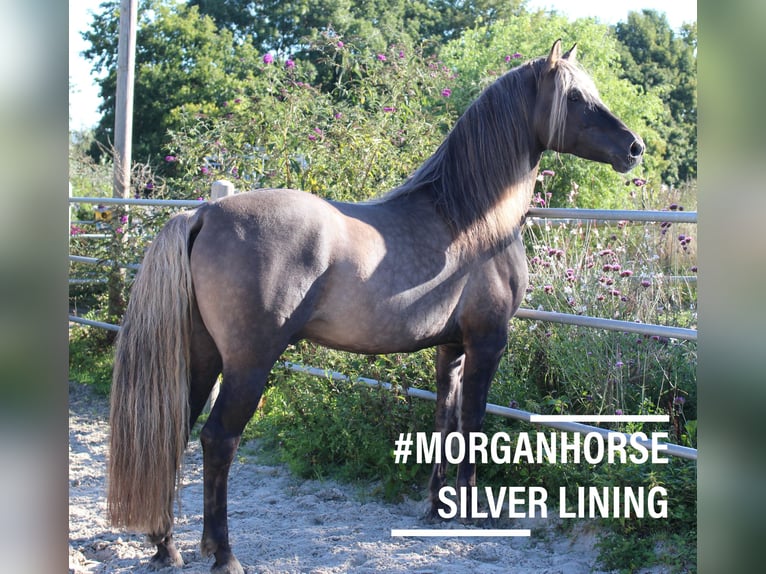 American Morgan Horse Ogier Źrebak (05/2025) 154 cm Grullo in Nuth