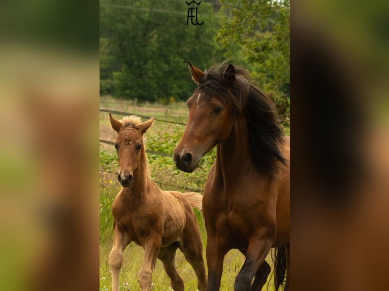 American Morgan Horse Mix Ogier Źrebak (04/2024) 155 cm in Pluvigner