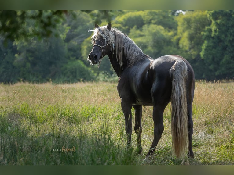 American Morgan Horse Mix Ogier Źrebak (04/2024) 155 cm in Pluvigner