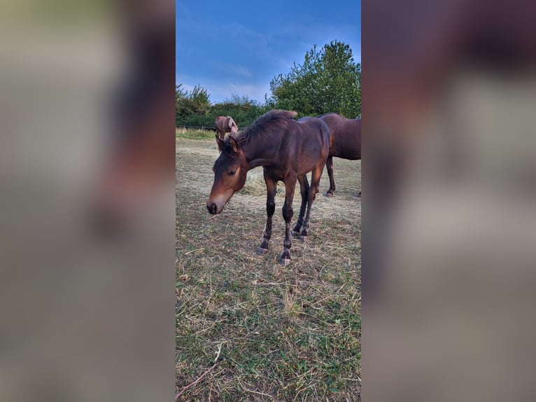 American Morgan Horse Stallion 1 year 14.2 hh Bay-Dark in Wernshausen
