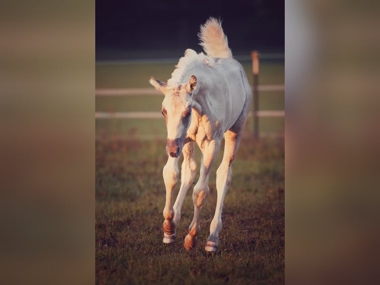 American Morgan Horse Stallion 1 year 14.2 hh Dunalino in Bad Griesbach im Rottal