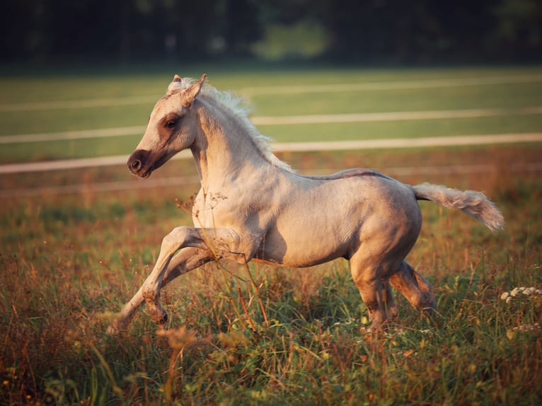 American Morgan Horse Stallion 1 year 14.2 hh Dunalino in Bad Griesbach im Rottal
