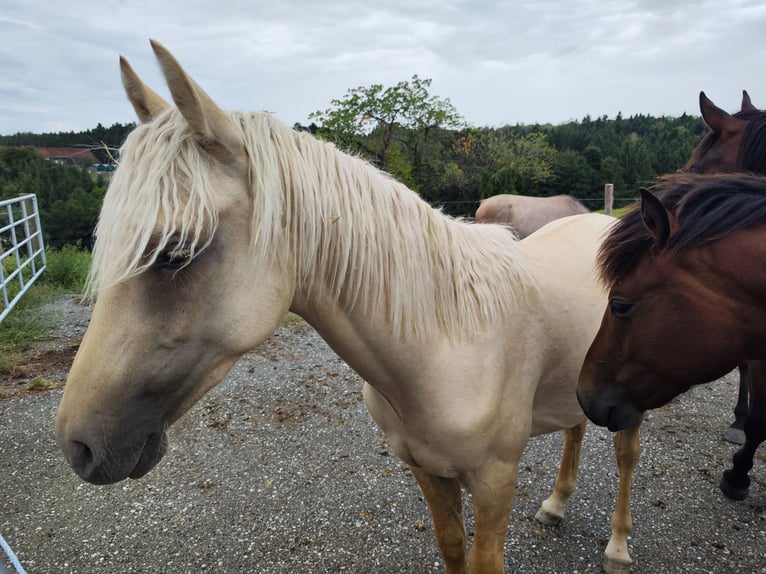American Morgan Horse Stallion 1 year 14.2 hh Dunalino in Bad Griesbach im Rottal