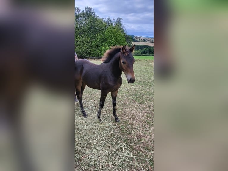 American Morgan Horse Stallion 1 year 14,2 hh Bay-Dark in Wernshausen