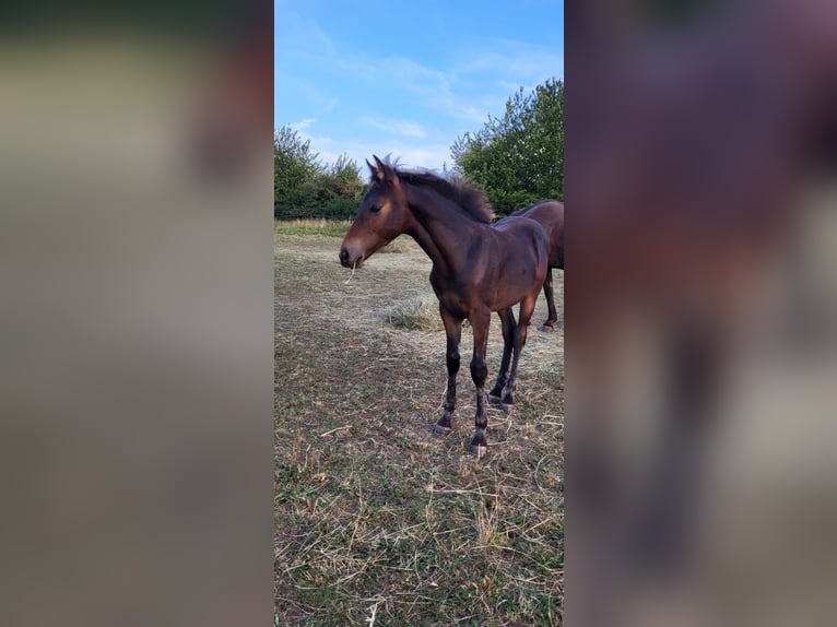 American Morgan Horse Stallion 1 year 14,2 hh Bay-Dark in Wernshausen